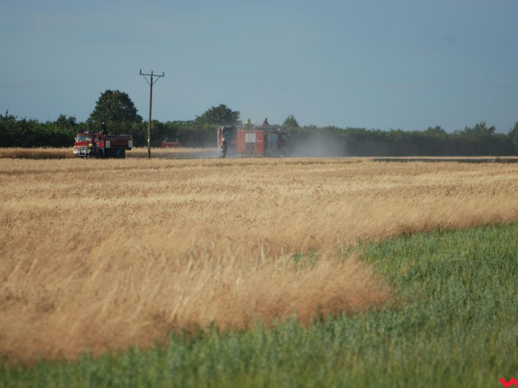 Pożar zboża w Pyzdrach. Ogień gasiło 6 strażackich zastępów