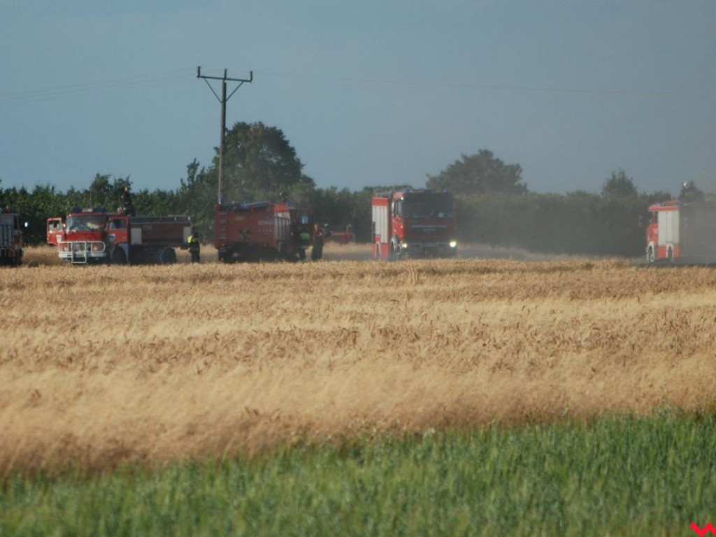 Pożar zboża w Pyzdrach. Ogień gasiło 6 strażackich zastępów