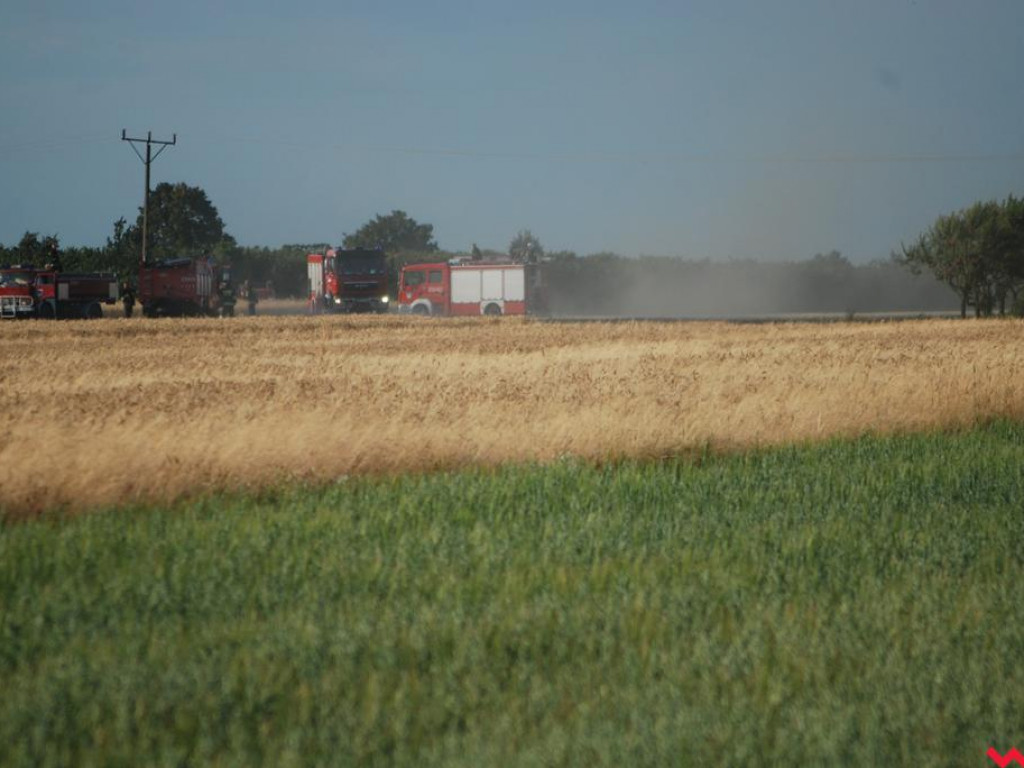 Pożar zboża w Pyzdrach. Ogień gasiło 6 strażackich zastępów
