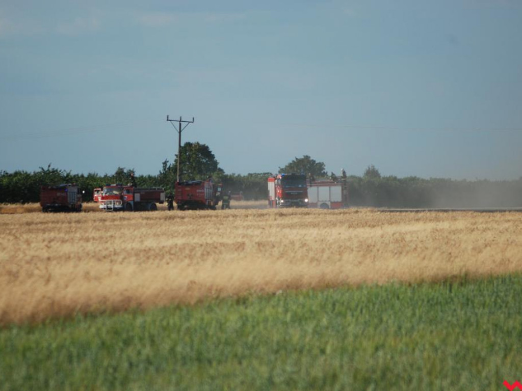Pożar zboża w Pyzdrach. Ogień gasiło 6 strażackich zastępów