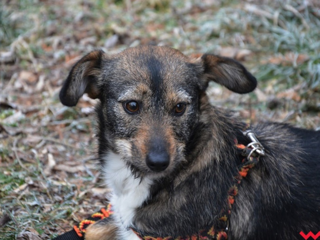Przygarnij Psi-Jaciela! – rusza akcja adopcyjna wrzesnia.info.pl i Stowarzyszenia Psi-Jaciel