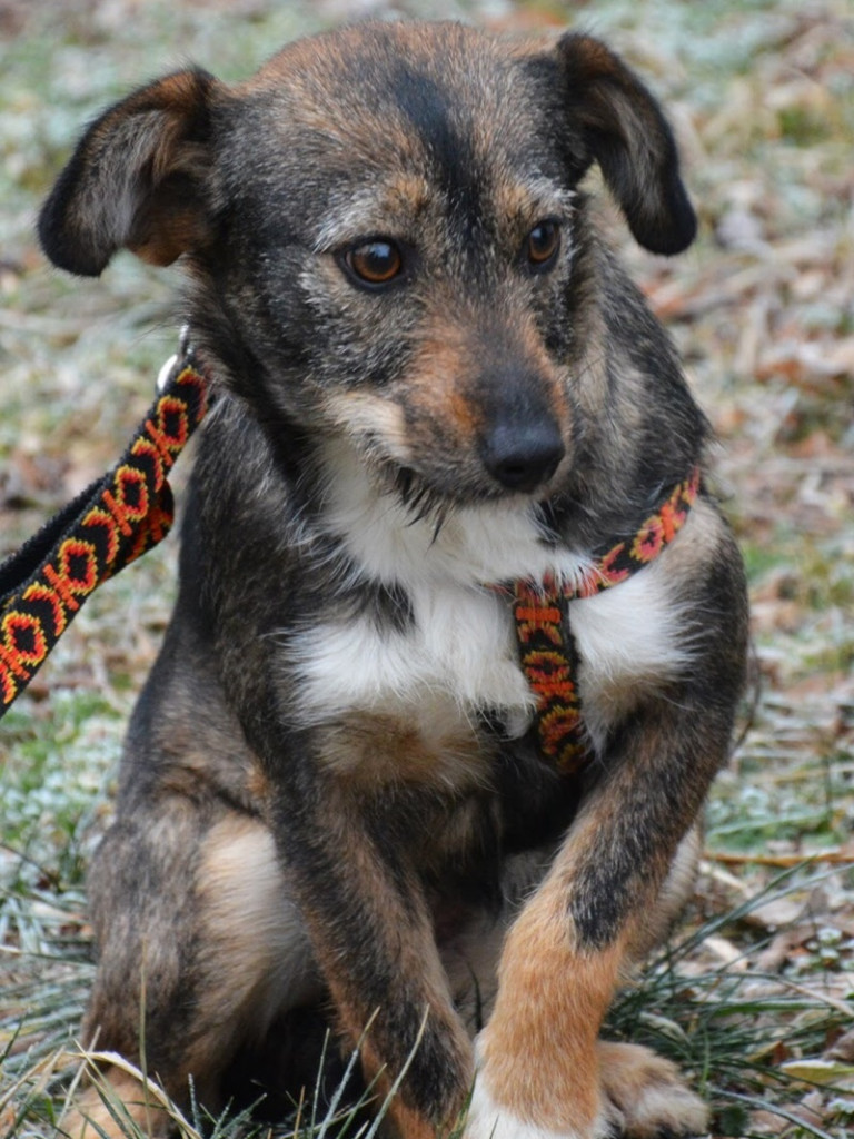 Przygarnij Psi-Jaciela! – rusza akcja adopcyjna wrzesnia.info.pl i Stowarzyszenia Psi-Jaciel