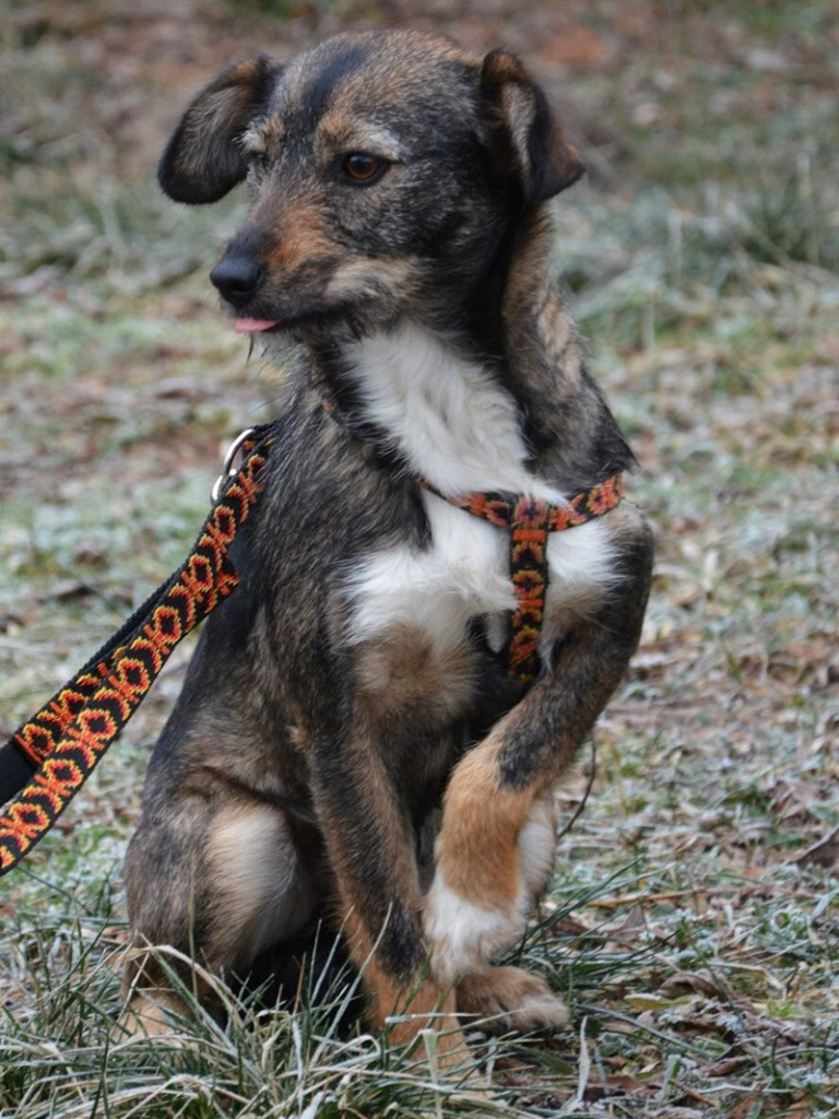 Przygarnij Psi-Jaciela! – rusza akcja adopcyjna wrzesnia.info.pl i Stowarzyszenia Psi-Jaciel