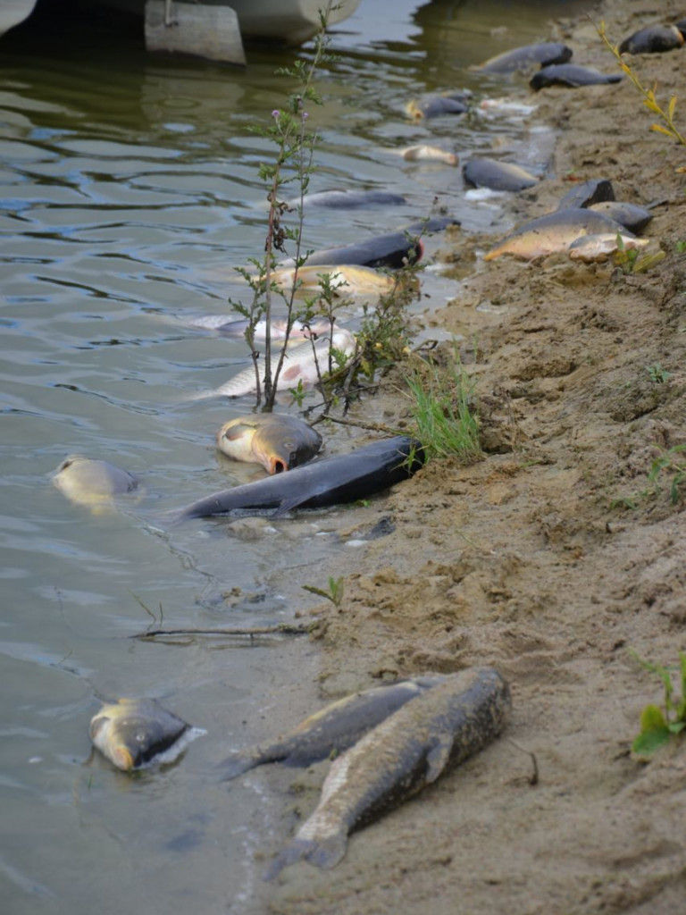 Rybna apokalipsa na stawie w Gorzycach. Wyginęły niemal wszystkie ryby