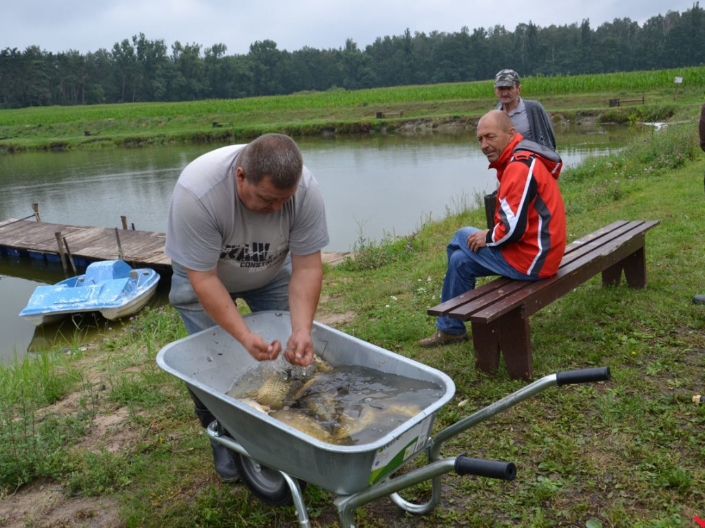 Rybna apokalipsa na stawie w Gorzycach. Wyginęły niemal wszystkie ryby