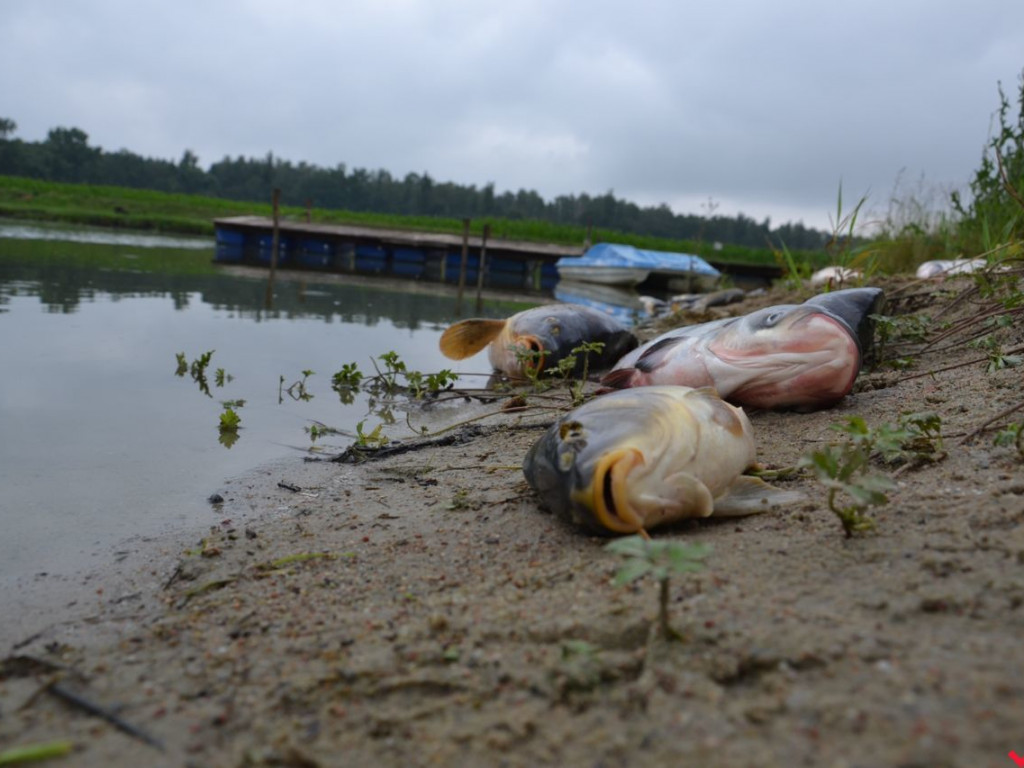 Rybna apokalipsa na stawie w Gorzycach. Wyginęły niemal wszystkie ryby