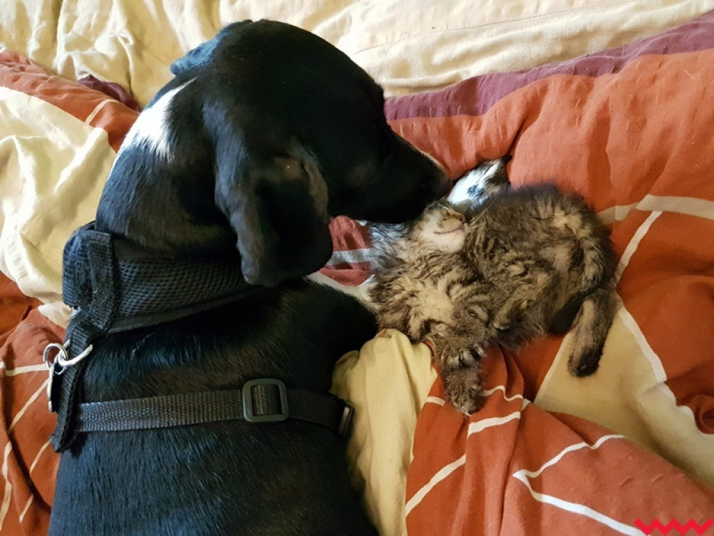 Nie ma oczka, ale ma wielkie serce gotowe pokochać człowieka