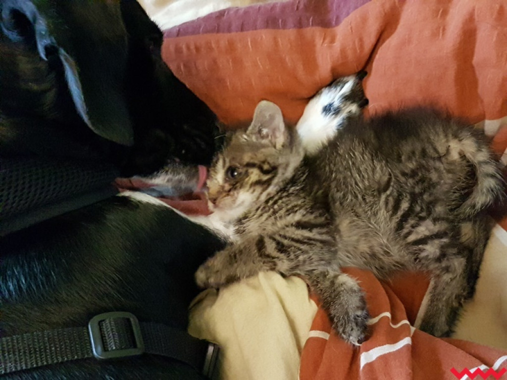 Nie ma oczka, ale ma wielkie serce gotowe pokochać człowieka