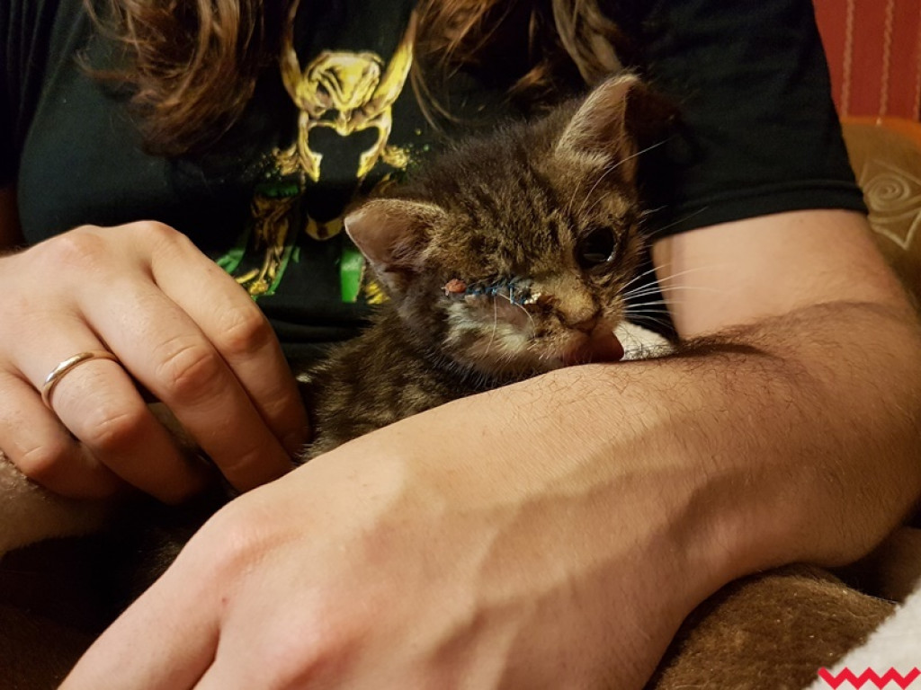 Nie ma oczka, ale ma wielkie serce gotowe pokochać człowieka