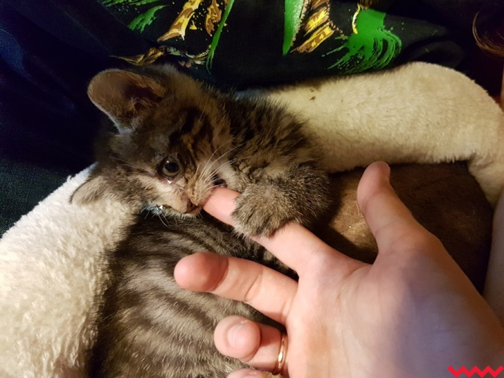 Nie ma oczka, ale ma wielkie serce gotowe pokochać człowieka