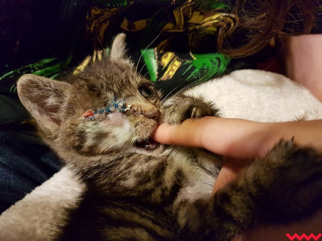 Nie ma oczka, ale ma wielkie serce gotowe pokochać człowieka