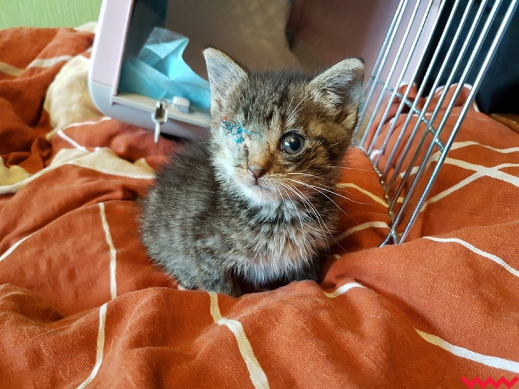 Nie ma oczka, ale ma wielkie serce gotowe pokochać człowieka