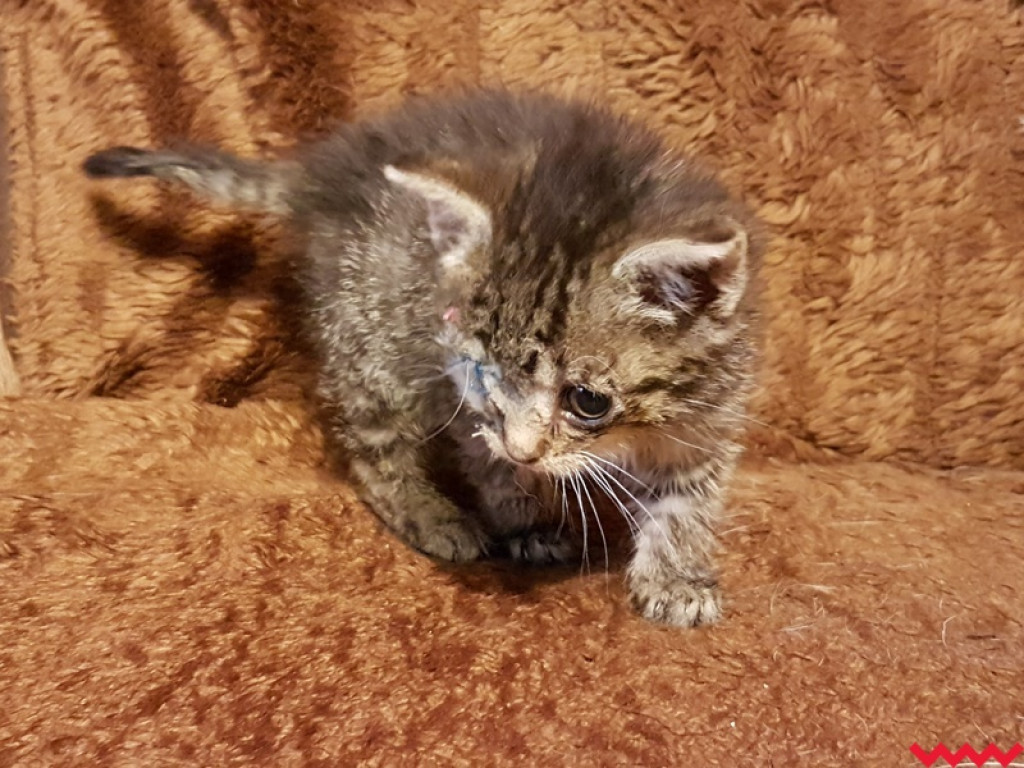 Nie ma oczka, ale ma wielkie serce gotowe pokochać człowieka