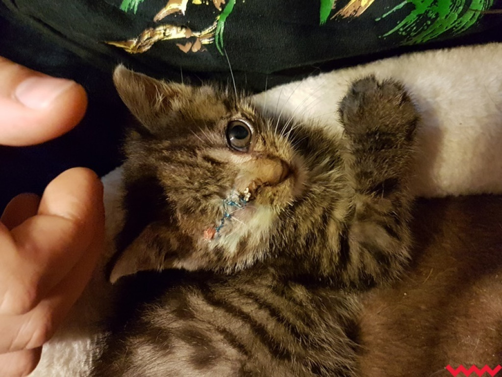 Nie ma oczka, ale ma wielkie serce gotowe pokochać człowieka