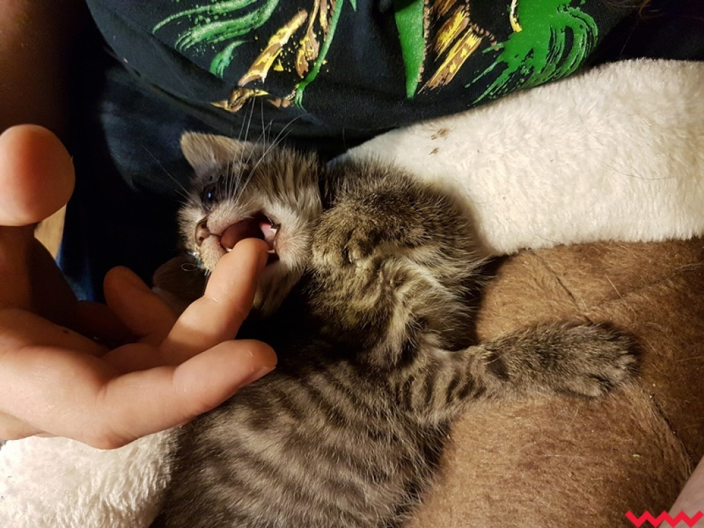 Nie ma oczka, ale ma wielkie serce gotowe pokochać człowieka