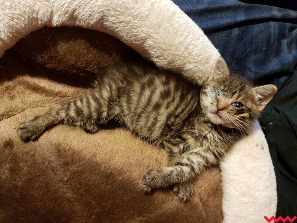 Nie ma oczka, ale ma wielkie serce gotowe pokochać człowieka