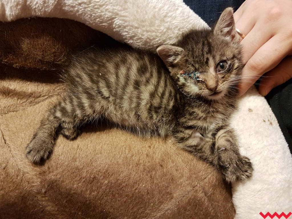 Nie ma oczka, ale ma wielkie serce gotowe pokochać człowieka