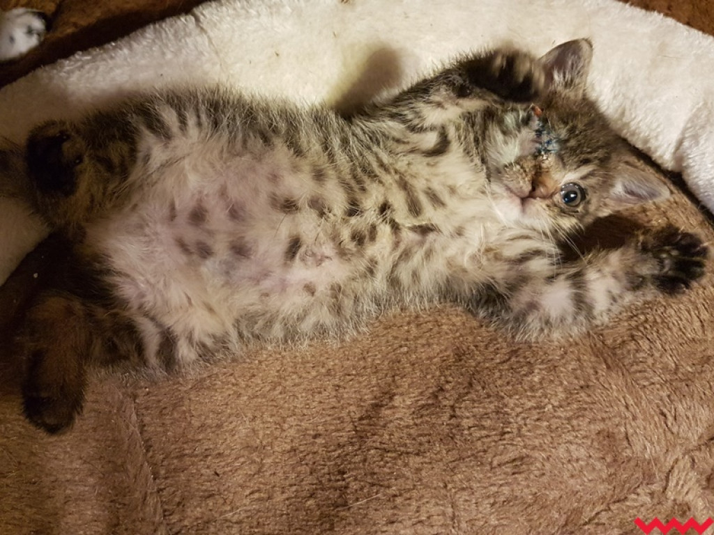 Nie ma oczka, ale ma wielkie serce gotowe pokochać człowieka