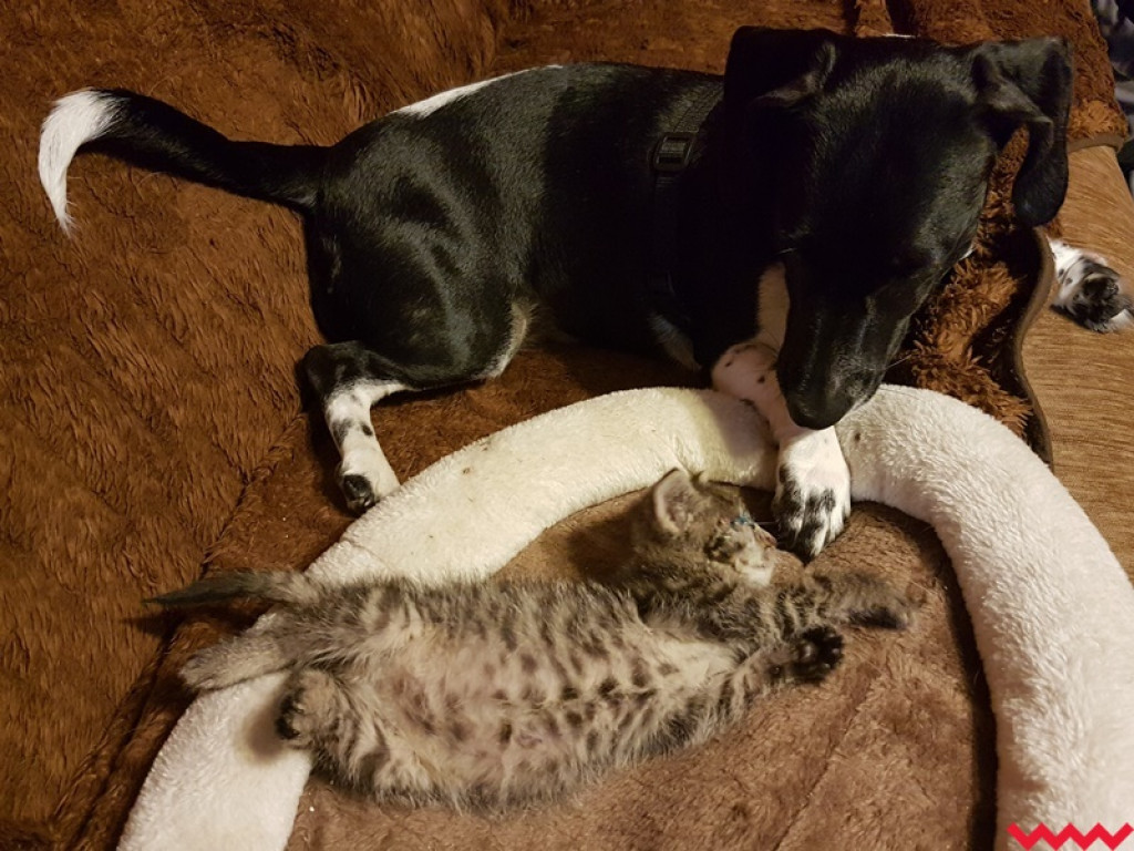 Nie ma oczka, ale ma wielkie serce gotowe pokochać człowieka