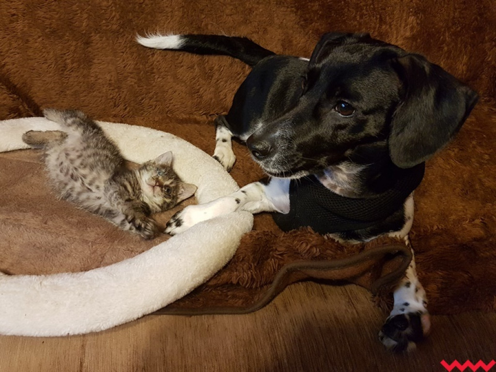 Nie ma oczka, ale ma wielkie serce gotowe pokochać człowieka