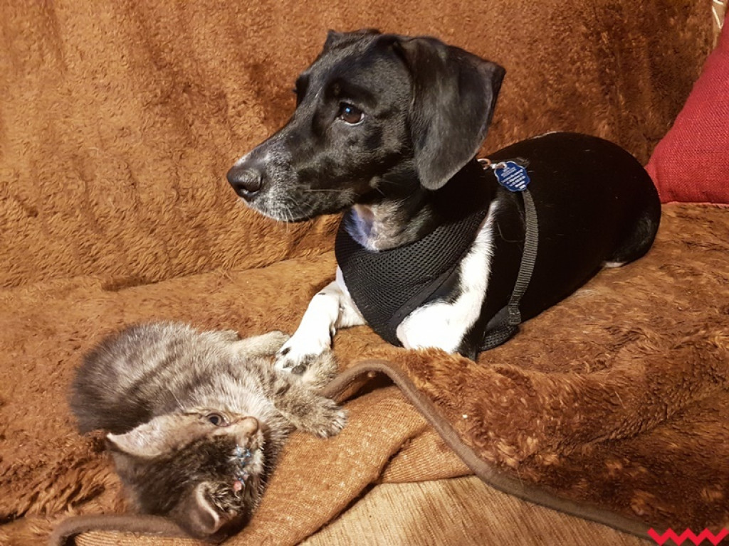 Nie ma oczka, ale ma wielkie serce gotowe pokochać człowieka