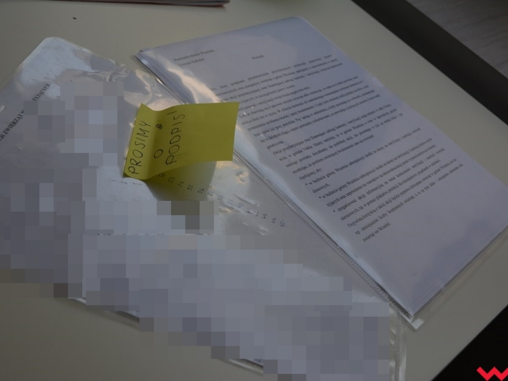 Akcja-sterylizacja, czyli dziewczyny ruszają na pomoc kotom (i nie tylko)