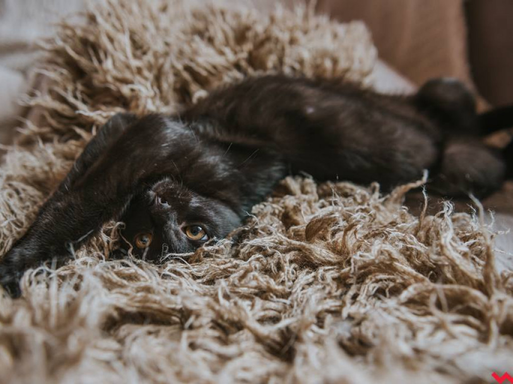 Dom bez kota to głupota – więc w ten poniedziałek adoptuj Piątka