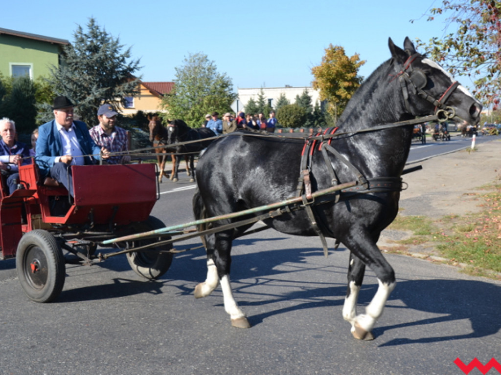 Piękne konie i dobre humory. Udany pierwszy Hubertus Stajni Bierzglinek