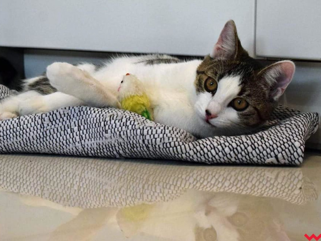 Dom bez kota to głupota – a w Twoim domu może zamieszkać Florka