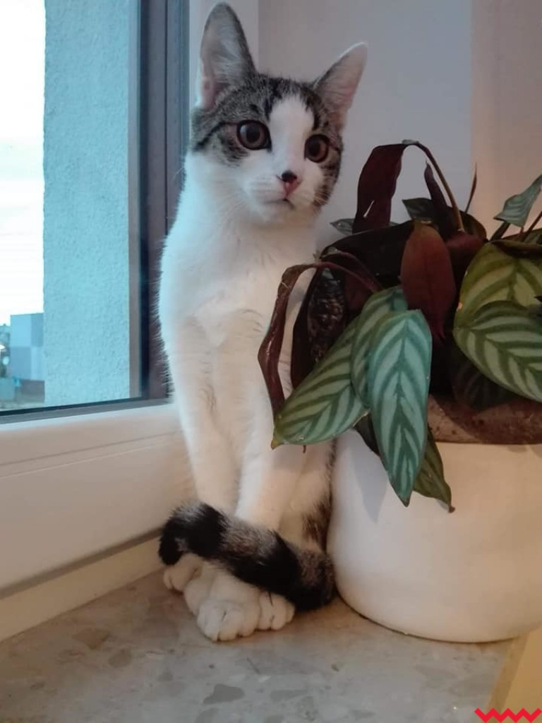 Dom bez kota to głupota – a w Twoim domu może zamieszkać Florka