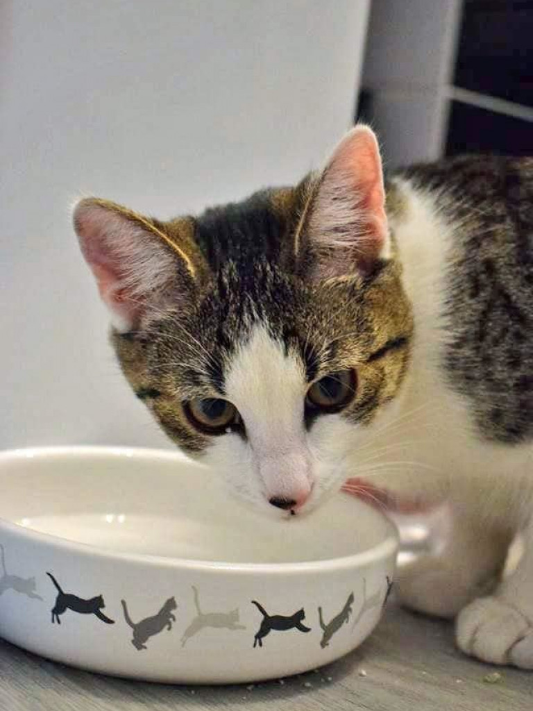 Dom bez kota to głupota – a w Twoim domu może zamieszkać Florka