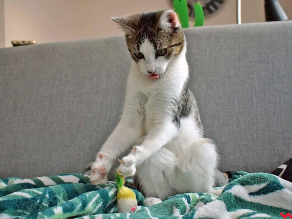 Dom bez kota to głupota – a w Twoim domu może zamieszkać Florka