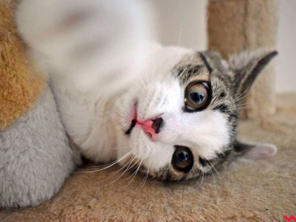 Dom bez kota to głupota – a w Twoim domu może zamieszkać Florka