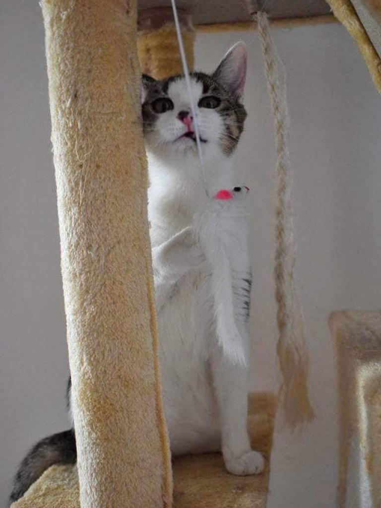 Dom bez kota to głupota – a w Twoim domu może zamieszkać Florka