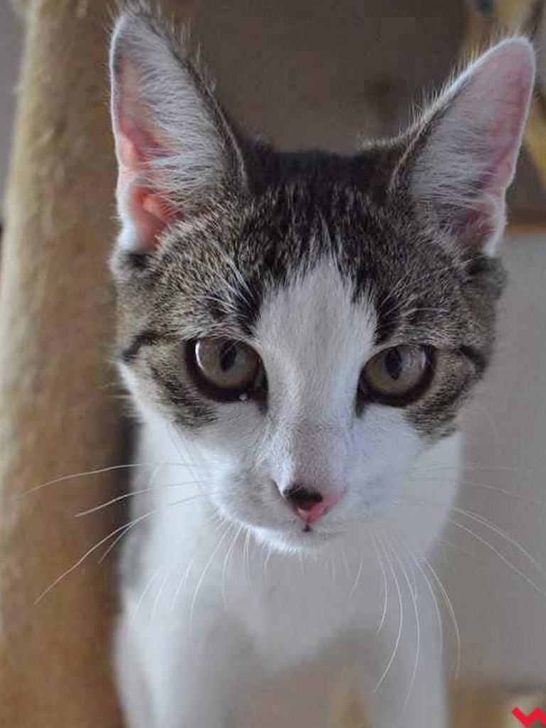 Dom bez kota to głupota – a w Twoim domu może zamieszkać Florka