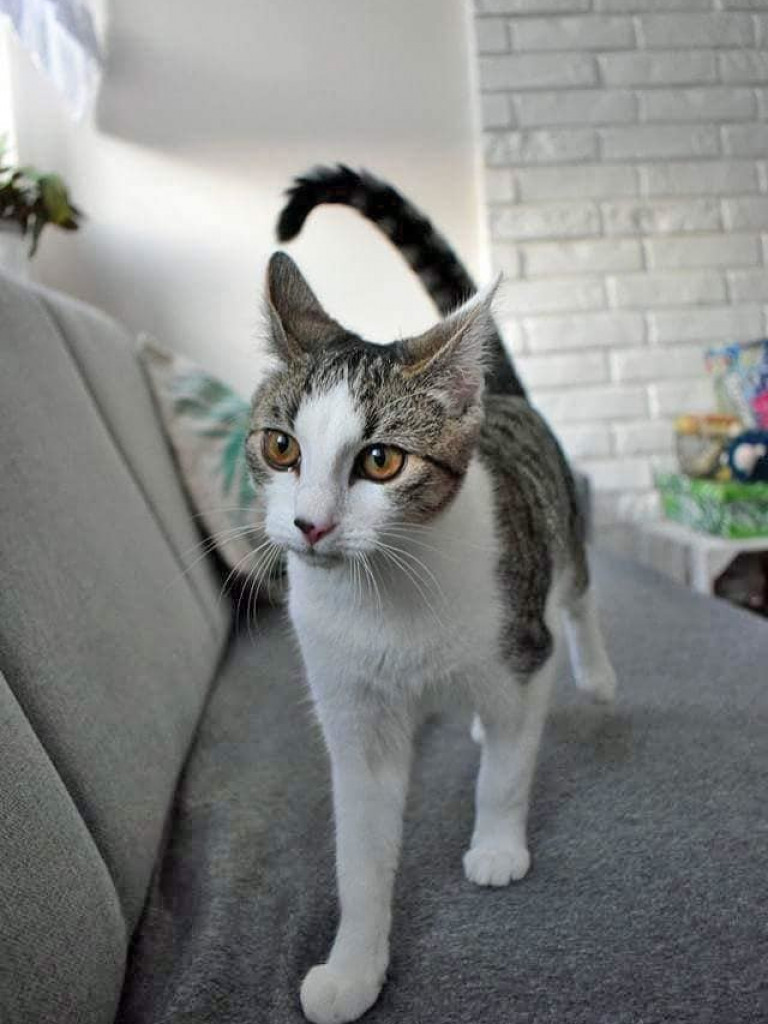 Dom bez kota to głupota – a w Twoim domu może zamieszkać Florka