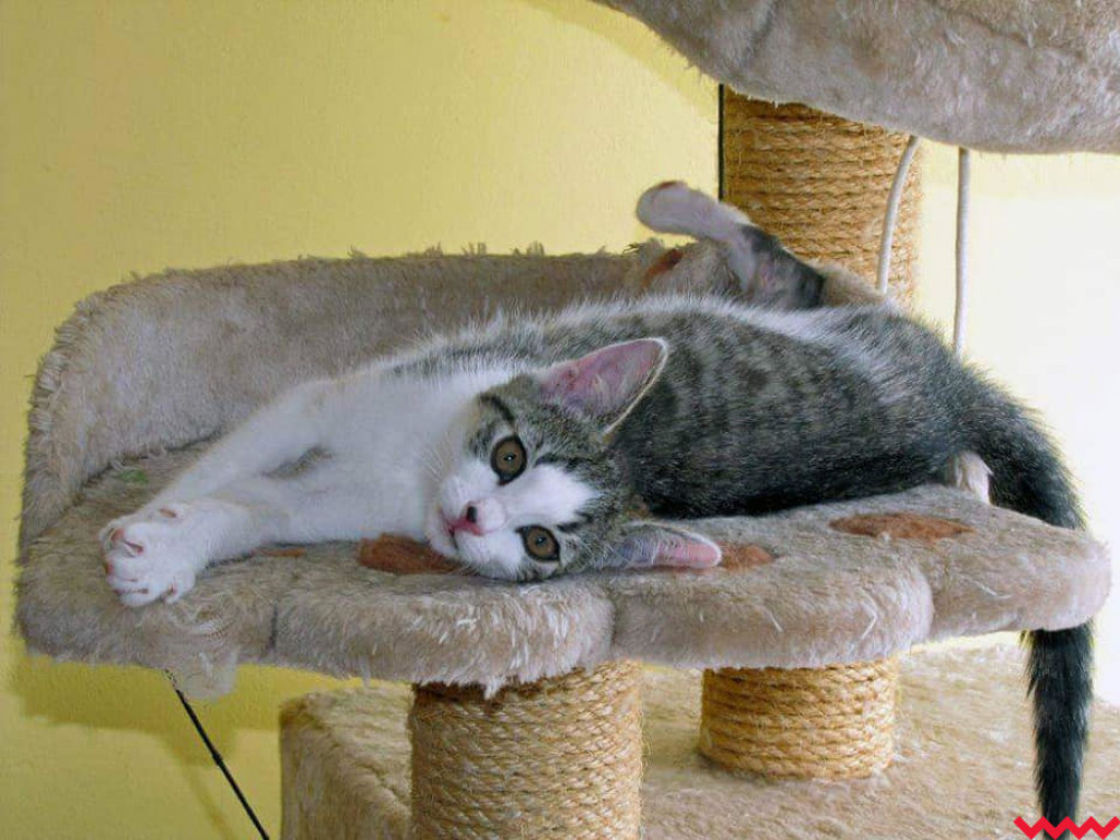 Dom bez kota to głupota – a w Twoim domu może zamieszkać Florka