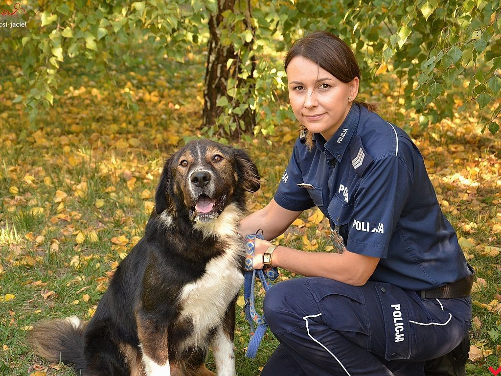 Policjanci zachęcają do adopcji psów z wrzesińskiego schroniska