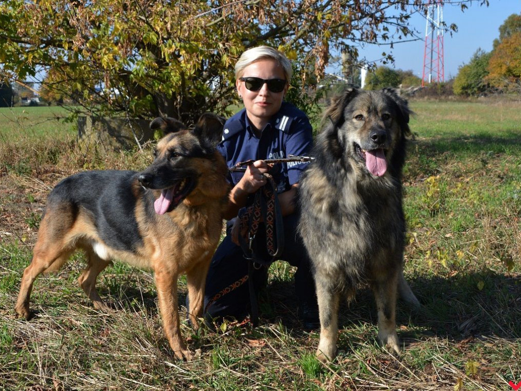 Policjanci zachęcają do adopcji psów z wrzesińskiego schroniska