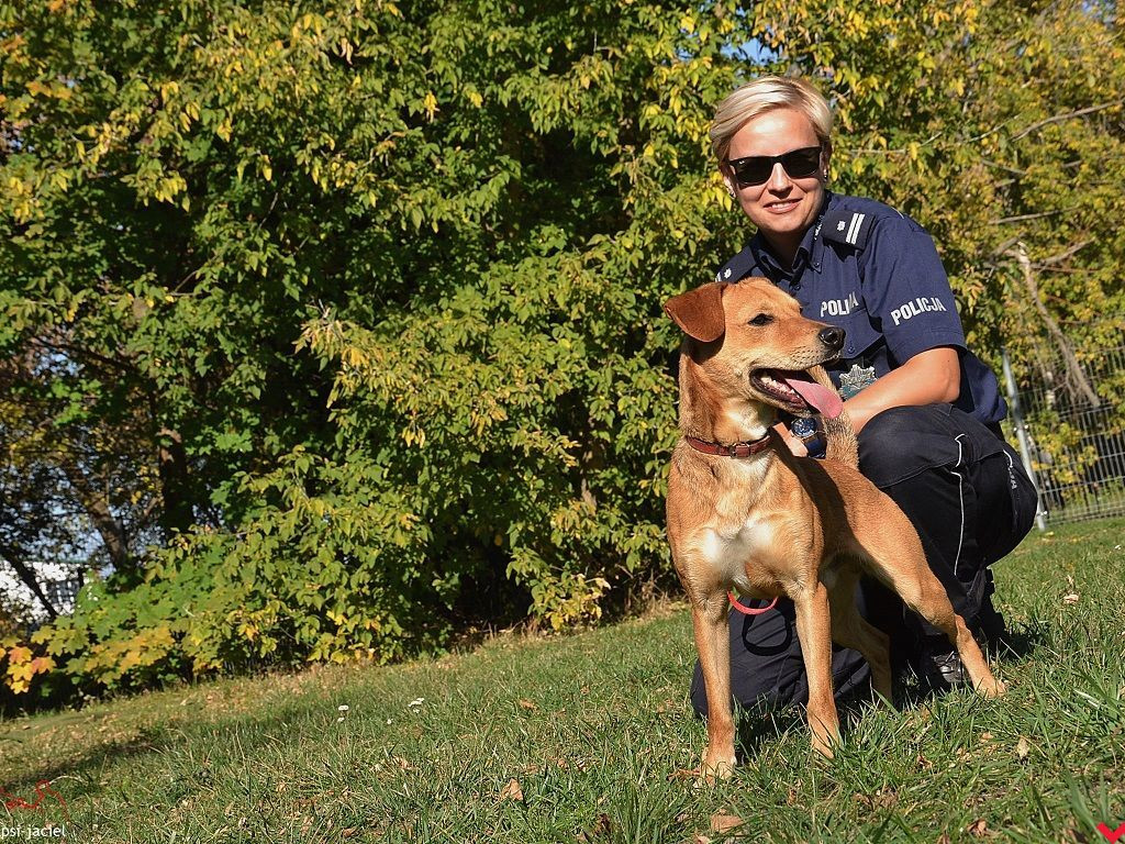 Policjanci zachęcają do adopcji psów z wrzesińskiego schroniska