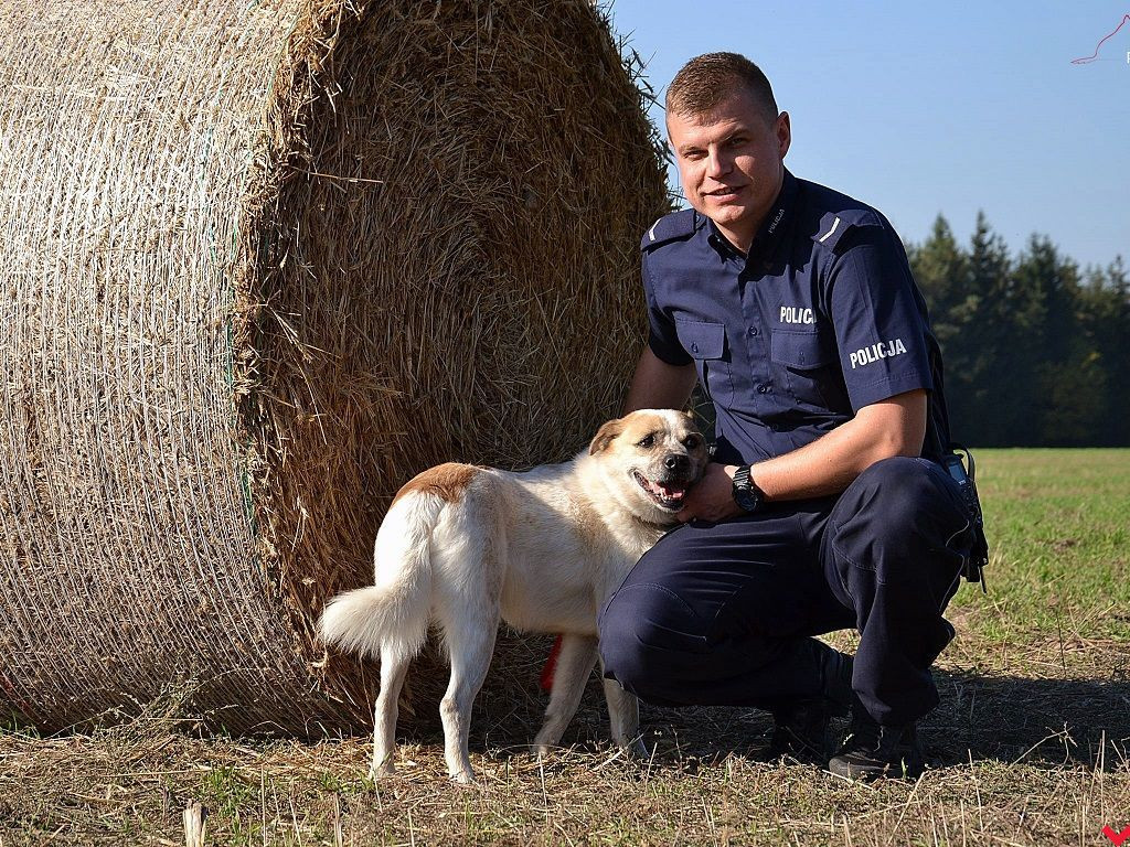 Policjanci zachęcają do adopcji psów z wrzesińskiego schroniska
