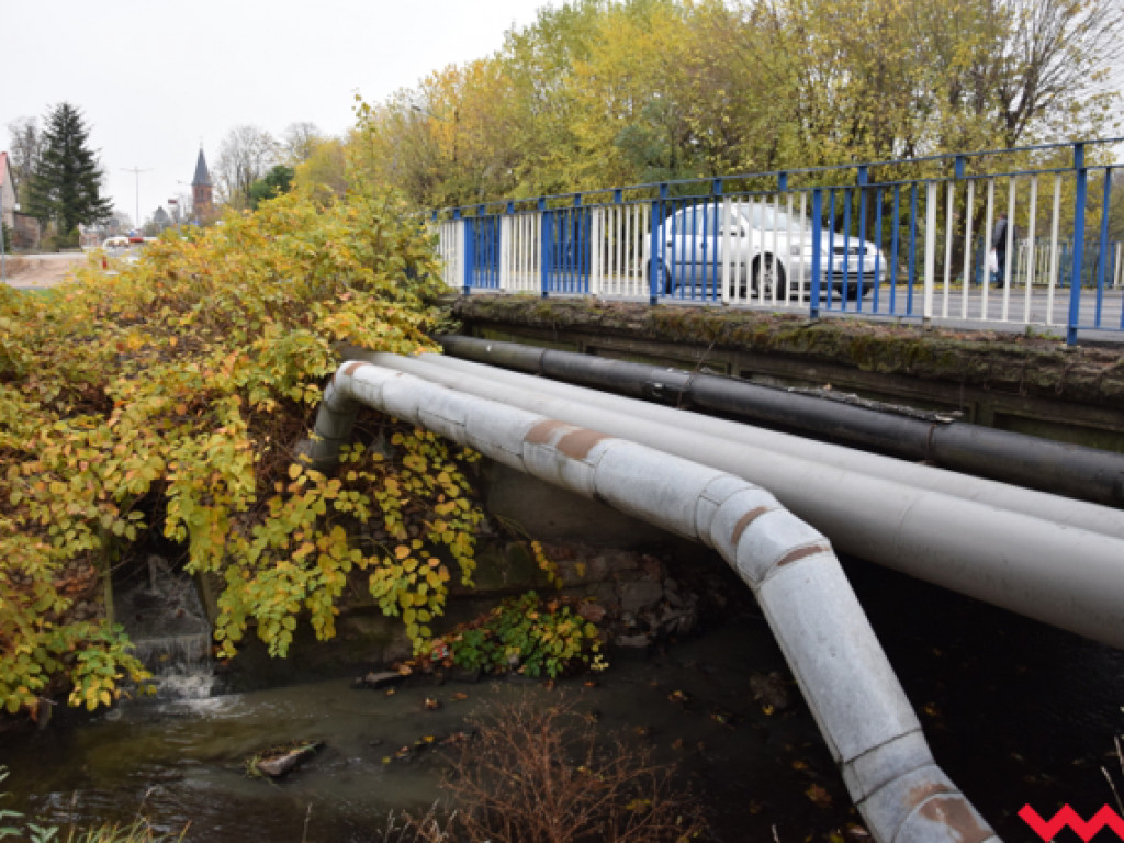 Tajemnicza żybura płynie Wrześnicą. Sprawę bada straż miejska