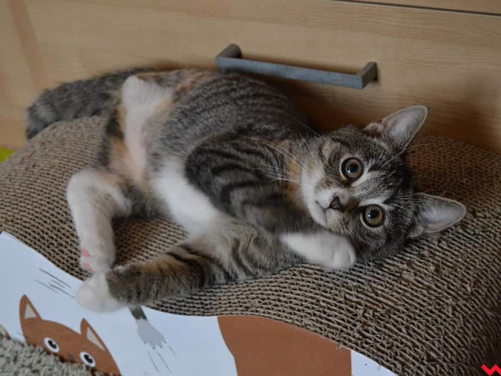 Dom bez kota to głupota – może Sarabi ma trzy łapki, ale niczego jej nie brakuje