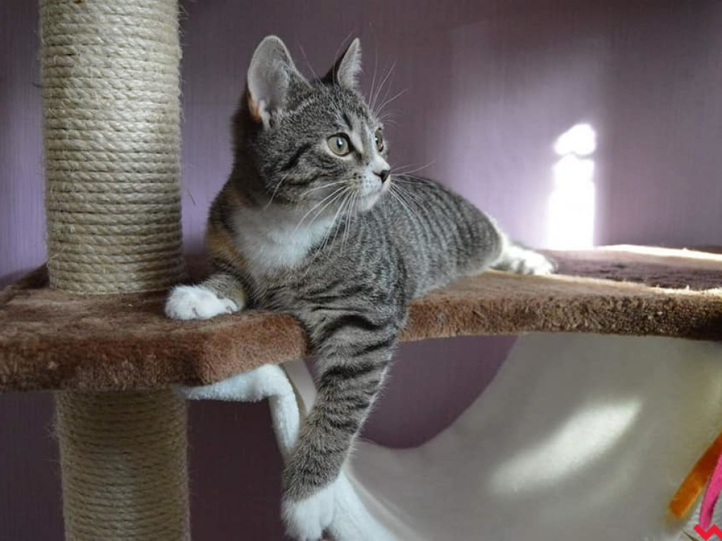 Dom bez kota to głupota – może Sarabi ma trzy łapki, ale niczego jej nie brakuje