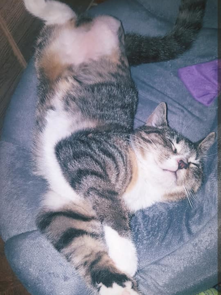 Dom bez kota to głupota – może Sarabi ma trzy łapki, ale niczego jej nie brakuje