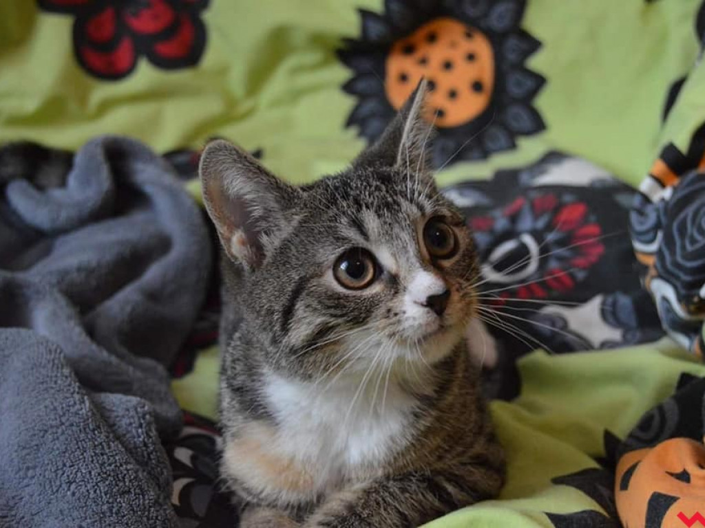 Dom bez kota to głupota – może Sarabi ma trzy łapki, ale niczego jej nie brakuje