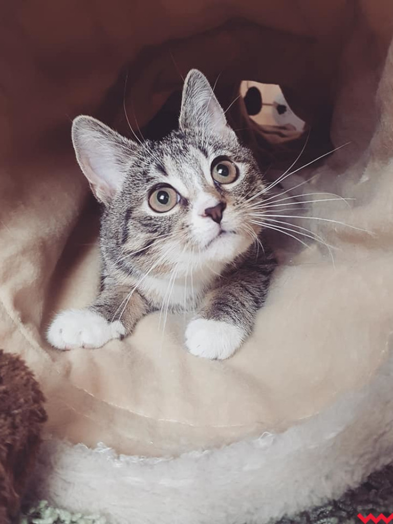 Dom bez kota to głupota – może Sarabi ma trzy łapki, ale niczego jej nie brakuje