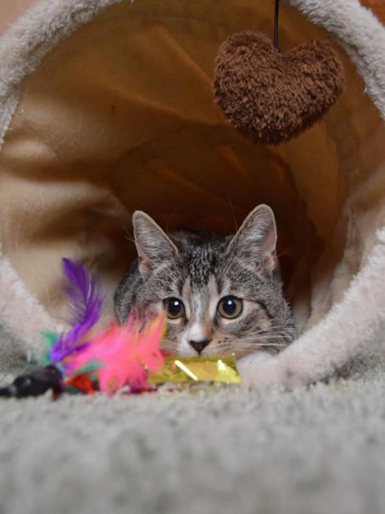 Dom bez kota to głupota – może Sarabi ma trzy łapki, ale niczego jej nie brakuje