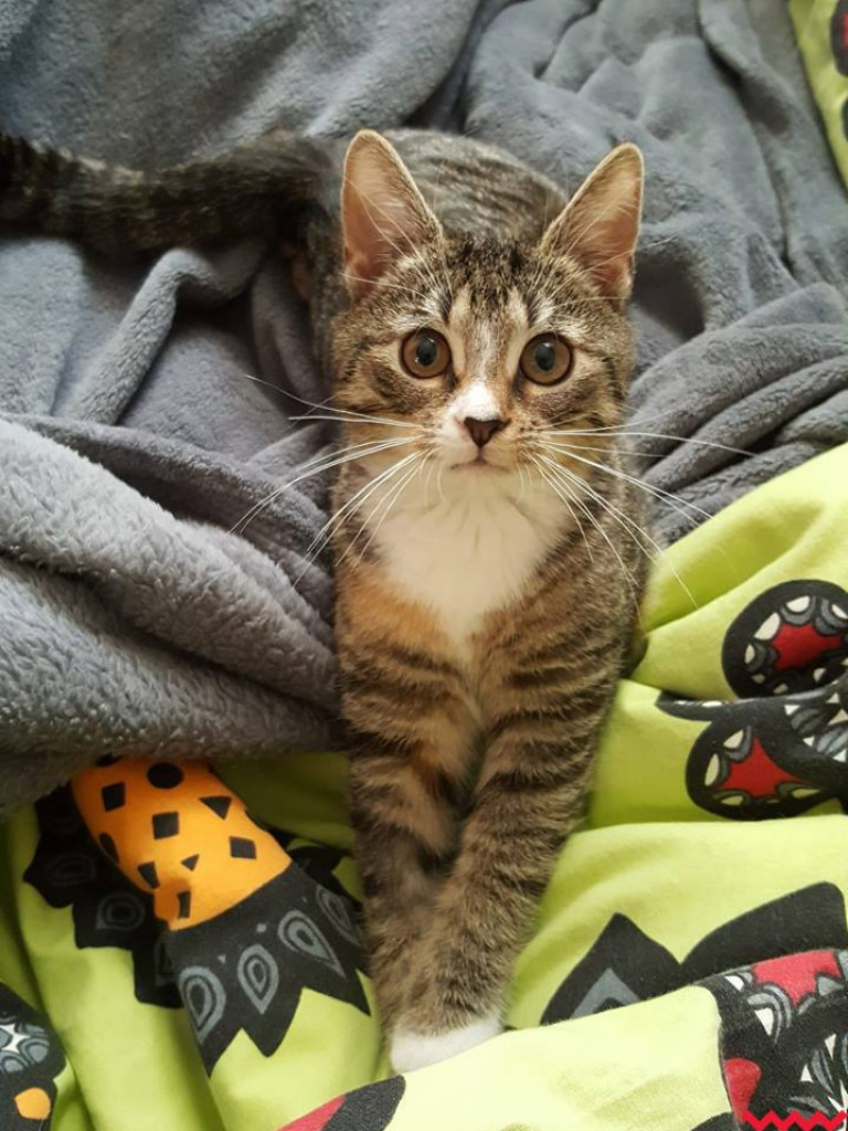 Dom bez kota to głupota – może Sarabi ma trzy łapki, ale niczego jej nie brakuje