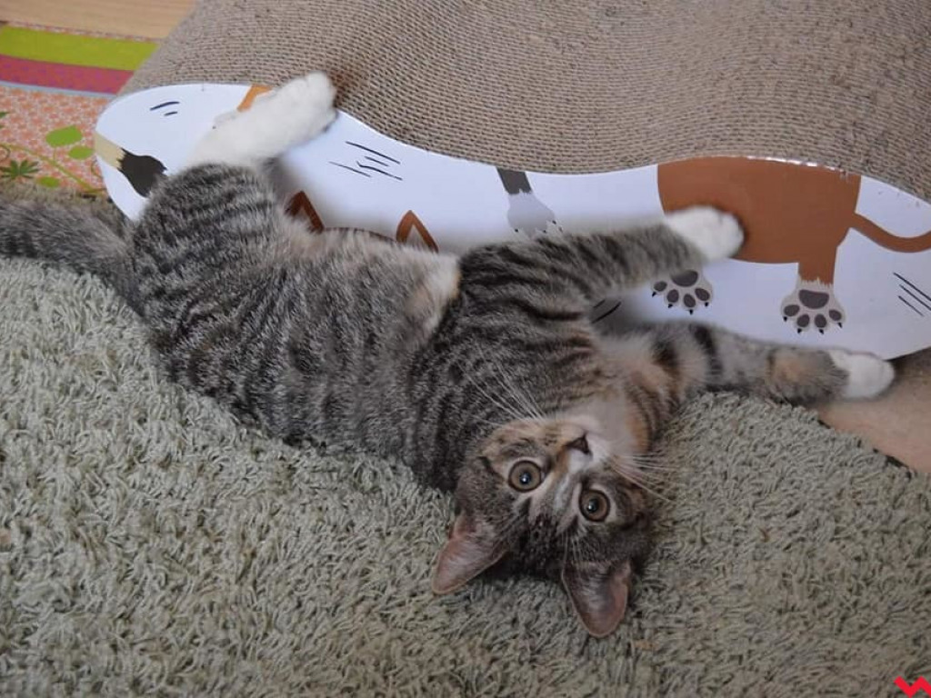 Dom bez kota to głupota – może Sarabi ma trzy łapki, ale niczego jej nie brakuje